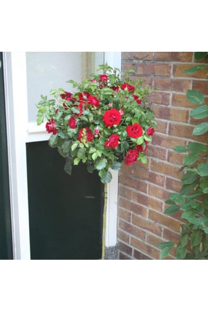 Rose floribunda Tornado on shtamb